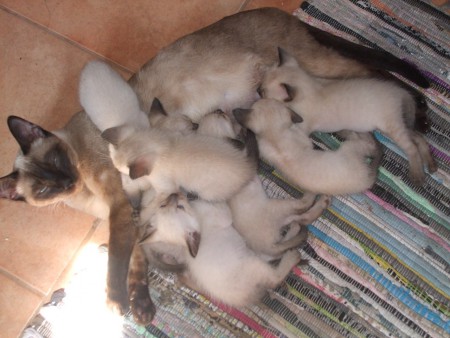 kiscicák 2012 év eleje